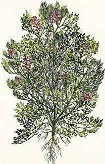 Fumaria Prints: Fumaria officinalis. Colored engraving