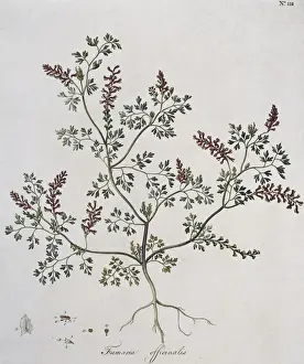 Purple Prints: Fumaria officinalis, fumitory