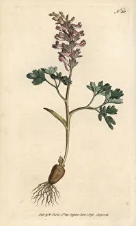Sansom Prints: Fumewort, Corydalis solida