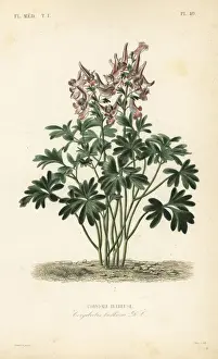 Fumewort, Corydalis solida