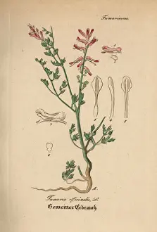 Drug Prints: Fumitory, Fumaria officinalis
