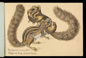 20th Century Gallery: Funambulus sp.; Palm squirrels carrying young