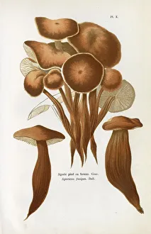 Funghi