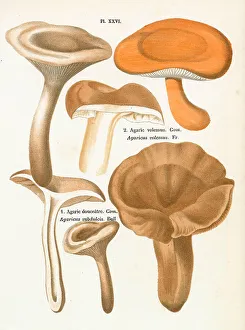 Funghi