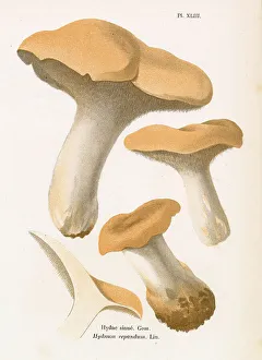 Funghi