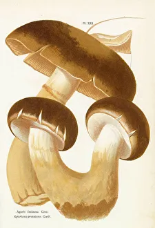 Funghi