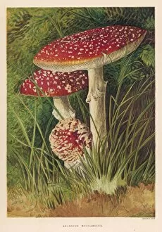 Funghi Collection: Funghi / Agaricus Musc