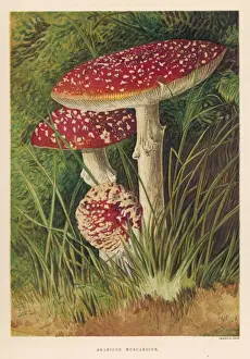 Funghi / Agaricus Musc