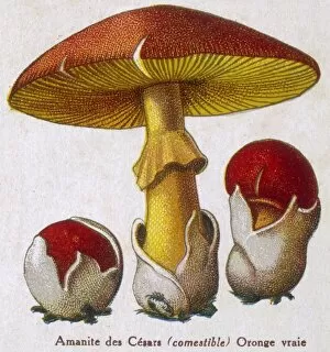 Funghi / Amanite Caesar