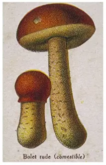 Boletus Prints: Funghi / Common Boletus