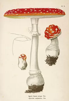 Mushrooms Gallery: Funghi / Cordier 2 1876