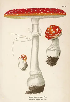 FUNGHI/CORDIER 34 1876