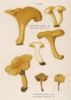Cantharellus Gallery: FUNGHI / CORDIER 32 1876