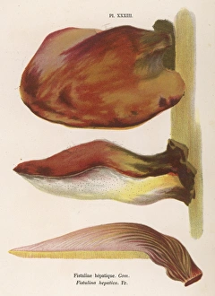 FUNGHI/CORDIER 34 1876