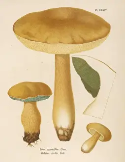 Boletus Prints: FUNGHI / CORDIER 34 1876