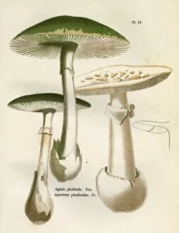 Funghi / Cordier 4 1876