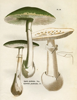 Images Dated 9th March 2012: Funghi / Cordier 4 1876