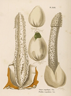 FUNGHI/CORDIER 34 1876