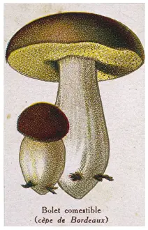 Boletus Prints: Funghi / Edible Boletus
