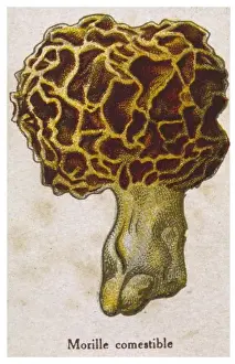 Funghi / Morchella Edible