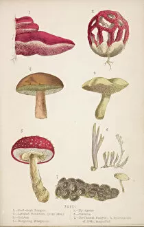 Agaric Gallery: Funghi / Mushrooms 1869
