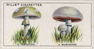 Funghi Collection: Funghi / Toadstool / Mushrm