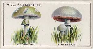 Creamy Prints: Funghi / Toadstool / Mushrm