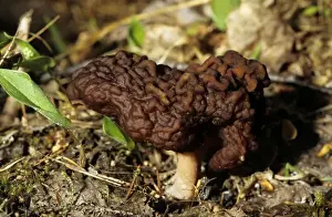 FUNGI False Morel - on taiga-forest floor near