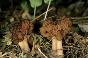 FUNGI False Morel - on taiga-forest floor near FUNGI False Morel - on taiga-forest floor near