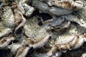 Mold Collection: Fungi in the Wildlife Garden