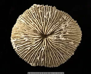 Cenozoic Gallery: Fungia, coral