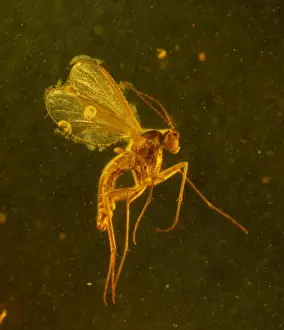 Glowing Prints: Fungus gnat in amber