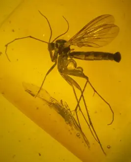 Fungus gnat in amber