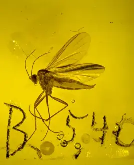 Fungus gnat in amber