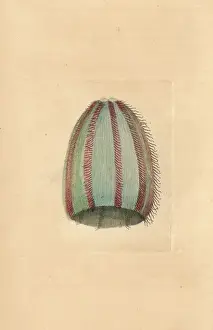 Medusa Prints: Funnel jellyfish, Medusa infundibulum
