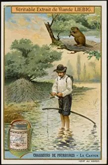 Fur - Beaver Hunting