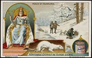 Traditionally Prints: Fur / Ermine