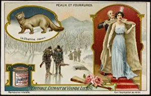 Fur / Sable