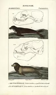 Fur seal species (Arctocephalus gazella?)