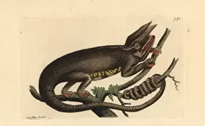 Madagascar Prints: Furcifer bifidus chameleon native to Madagascar