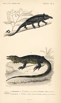 Monitor Gallery: Furcifer bifidus chameleon and water monitor lizard