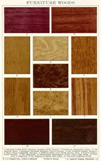 Furniture Woods