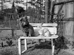 Furry Friends