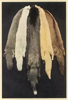 Furs for Fashion 1931
