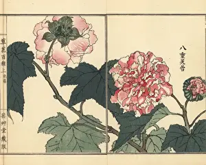 Kusabanahyakushu Prints: Fuyou or double-petaled cotton rose, Hibiscus mutabilis