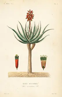 Fynbos aloe, Aloe succotrina