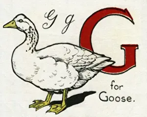 Kiddiewiddies Prints: G for Goose