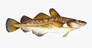 Gadus Prints: Gadus callarias, Baltic or Variable Cod