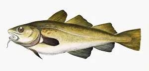 Gadus Prints: Gadus morhua, or Cod