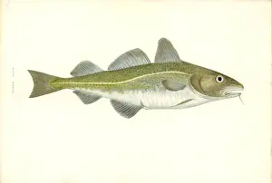 Gadus morhua, cod